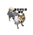 柴犬 福ちゃん（個別スタンプ：31）