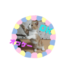 ラテくんスタンプ❤️（個別スタンプ：1）