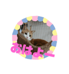 ラテくんスタンプ❤️（個別スタンプ：3）