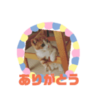 ラテくんスタンプ❤️（個別スタンプ：4）