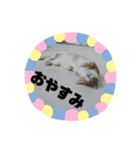 ラテくんスタンプ❤️（個別スタンプ：10）