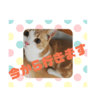 ラテくんスタンプ❤️（個別スタンプ：12）