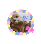 ラテくんスタンプ❤️（個別スタンプ：14）