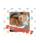 ラテくんスタンプ❤️（個別スタンプ：15）