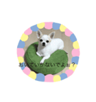 まろはる（個別スタンプ：3）