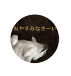 まろはる（個別スタンプ：4）