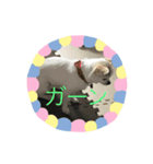 まろはる（個別スタンプ：6）