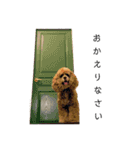 アメコカFify(フィフィー)'s STAMP③（個別スタンプ：2）