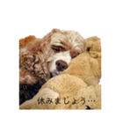 アメコカFify(フィフィー)'s STAMP③（個別スタンプ：6）
