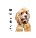 アメコカFify(フィフィー)'s STAMP③（個別スタンプ：7）