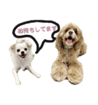 アメコカFify(フィフィー)'s STAMP③（個別スタンプ：13）