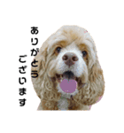 アメコカFify(フィフィー)'s STAMP③（個別スタンプ：15）