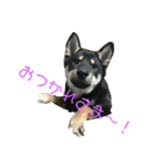 柴犬 くろとモル（個別スタンプ：1）