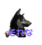 柴犬 くろとモル（個別スタンプ：2）