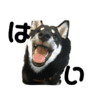 柴犬 くろとモル（個別スタンプ：3）