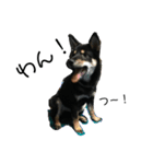 柴犬 くろとモル（個別スタンプ：4）