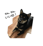 柴犬 くろとモル（個別スタンプ：7）