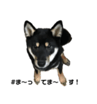 柴犬 くろとモル（個別スタンプ：8）