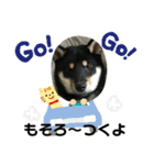 柴犬 くろとモル（個別スタンプ：10）