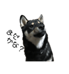 柴犬 くろとモル（個別スタンプ：12）