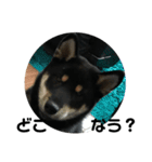 柴犬 くろとモル（個別スタンプ：13）