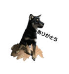 柴犬 くろとモル（個別スタンプ：14）