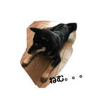 柴犬 くろとモル（個別スタンプ：15）
