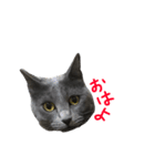 うちの猫のミント（個別スタンプ：1）