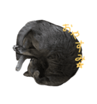 うちの猫のミント（個別スタンプ：4）