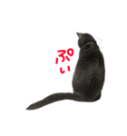 うちの猫のミント（個別スタンプ：6）