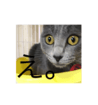 うちの猫のミント（個別スタンプ：7）