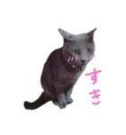 うちの猫のミント（個別スタンプ：8）