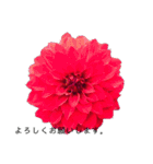 ダリアの花（個別スタンプ：1）