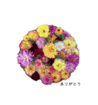 ダリアの花（個別スタンプ：2）