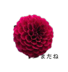 ダリアの花（個別スタンプ：3）