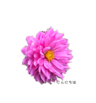 ダリアの花（個別スタンプ：4）