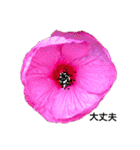 ダリアの花（個別スタンプ：5）
