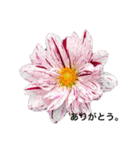 ダリアの花（個別スタンプ：6）