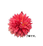 ダリアの花（個別スタンプ：9）
