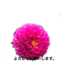 ダリアの花（個別スタンプ：10）