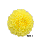 ダリアの花（個別スタンプ：11）