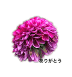 ダリアの花（個別スタンプ：12）