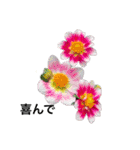 ダリアの花（個別スタンプ：15）