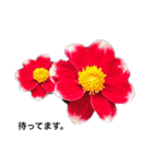 ダリアの花（個別スタンプ：16）