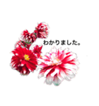 ダリアの花（個別スタンプ：17）