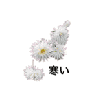 ダリアの花（個別スタンプ：18）