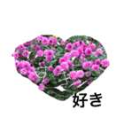 ダリアの花（個別スタンプ：19）