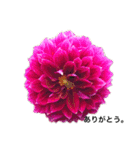ダリアの花（個別スタンプ：20）