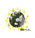 ダリアの花（個別スタンプ：22）