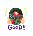 ダリアの花（個別スタンプ：24）